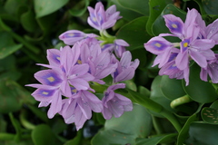 Eichhornia crassipes